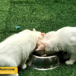 های وان 2 مهاجر سیر ایرانیان