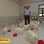 های وان 23 مهاجر سیر ایرانیان