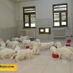 های وان 24 مهاجر سیر ایرانیان