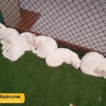 های وان 29 مهاجر سیر ایرانیان