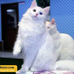 های وان 30 مهاجر سیر ایرانیان