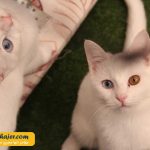 های وان 33 مهاجر سیر ایرانیان