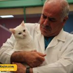 های وان 34 مهاجر سیر ایرانیان