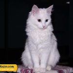 های وان 35 مهاجر سیر ایرانیان