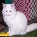 های وان 36 مهاجر سیر ایرانیان