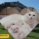 های وان 37 مهاجر سیر ایرانیان