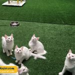 های وان 4 مهاجر سیر ایرانیان