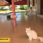 های وان 5 مهاجر سیر ایرانیان