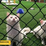 های وان 6 مهاجر سیر ایرانیان