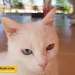 های وان 8 مهاجر سیر ایرانیان