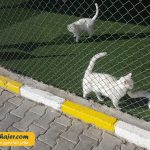 های وان 9 مهاجر سیر ایرانیان