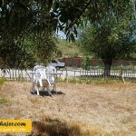 عمومی ادرمیت 19 مهاجر سیر ایرانیان