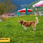 زیبای هامسیکوی ترابزون 11 مهاجر سیر ایرانیان