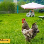 زیبای هامسیکوی ترابزون 7 مهاجر سیر ایرانیان