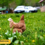 زیبای هامسیکوی ترابزون 8 مهاجر سیر ایرانیان